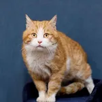 Kot do adopcji, Elbląg, 13 marca 2023