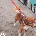 Znaleziono psa, Dąbrówka, 23 marca 2023