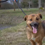 Pies do adopcji, Chełmek, 9 marca 2023