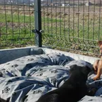 Pies do adopcji, Racławice, 23 lutego 2023
