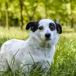 Pies do adopcji, Radom, 17 czerwca 2023