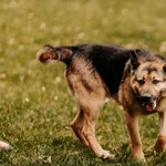 Pongo 616093901608614