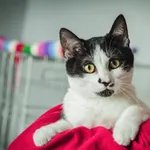 Kot do adopcji, Świdnica, 4 marca 2023