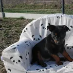 Pies do adopcji, Racławice, 23 lutego 2023