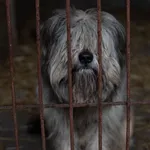 Pies do adopcji, Zgierz, 17 lutego 2022