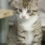 Kot do adopcji, Zgierz, 7 stycznia 2023
