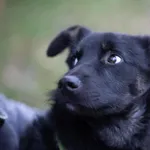 Pies do adopcji, Rytlów, 20 grudnia 2020