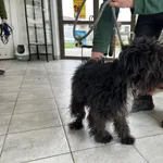 Znaleziono psa, Świdnica, 29 marca 2023