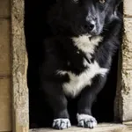 Pies do adopcji, Rytlów, 8 lipca 2022