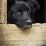 Pies do adopcji, Rytlów, 29 maja 2022