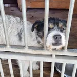 Pies do adopcji, Gorzów Wielkopolski, 27 marca 2023