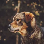 Pies do adopcji, Rytlów, 25 lipca 2021
