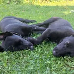 Pies do adopcji, Rytlów, 30 sierpnia 2022