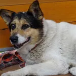 Pies do adopcji, Rytlów, 20 czerwca 2018