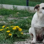 Pies do adopcji, Racławice, 27 marca 2023