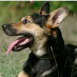 Pies do adopcji, Rytlów, 3 września 2022