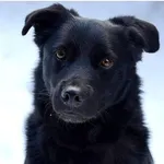 Pies do adopcji, Rytlów, 9 lutego 2023