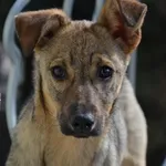 Pies do adopcji, Rytlów, 14 maja 2018