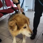 Pies do adopcji, gmina Dobra (Szczecińska), 22 listopada 2022