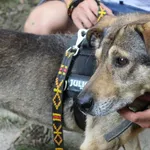 Pies do adopcji, Rytlów, 25 lipca 2021