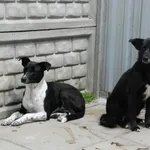 Pies do adopcji, Racławice, 26 marca 2023