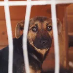 Pies do adopcji, Rytlów, 27 lipca 2021