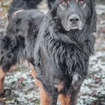 Pies do adopcji, Jelenia Góra, 8 marca 2023