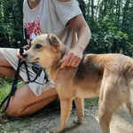 Pies do adopcji, Rytlów, 14 sierpnia 2021