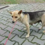 Pies do adopcji, Brodnica, 19 września 2022