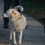 Pies do adopcji, Rytlów, 1 lutego 2020