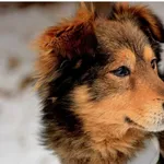 Pies do adopcji, Rytlów, 9 lutego 2023