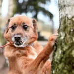 Pies do adopcji, Brodnica, 21 marca 2022