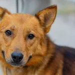 Pies do adopcji, Rytlów, 14 sierpnia 2022