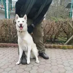 Znaleziono psa, Toruń, 26 marca 2023