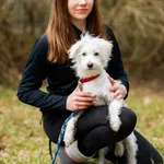 Pies do adopcji, Elbląg, 18 marca 2023