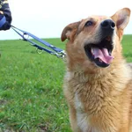 Pies do adopcji, Przyborówko, 10 września 2023