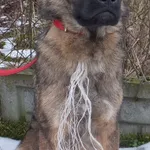 Znaleziono psa, Nowa Krępa, 9 marca 2023