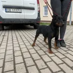 Znaleziono psa, Świdnica, 1 kwietnia 2023