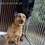 Pies do adopcji, Kraków, 18 marca 2023