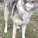 Znaleziono psa, Nowa Krępa, 24 marca 2023