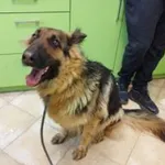 Znaleziono psa, Świdnica, 4 kwietnia 2023