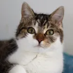 Kot do adopcji, Dłużyna Górna, 1 marca 2023