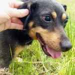 Pies do adopcji, Żywiec, 15 lipca 2022