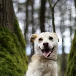 Pies do adopcji, Dłużyna Górna, 25 marca 2023