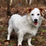Pies do adopcji, Dłużyna Górna, 23 lutego 2023