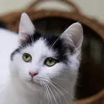Kot do adopcji, Dłużyna Górna, 23 marca 2023