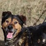 Pies do adopcji, Dłużyna Górna, 20 marca 2023