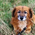 Pies do adopcji, Dłużyna Górna, 3 kwietnia 2023