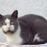 Kot do adopcji, Dłużyna Górna, 25 lutego 2023