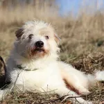 Pies do adopcji, Dłużyna Górna, 15 lutego 2023